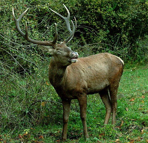 Ancora cervi